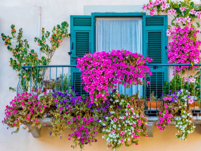 Balkonske rože za popestritev vašega balkona ali terase